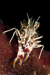 Phyllognathia ceratophthalmus by Mathieu Foulquié 